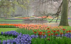 KeukenhofGardens1920x12005-17-2011 5_32_54 PM Bing Desktop